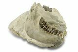 Fossil Oreodont (Leptauchenia) Partial Skull - South Dakota #269895-3